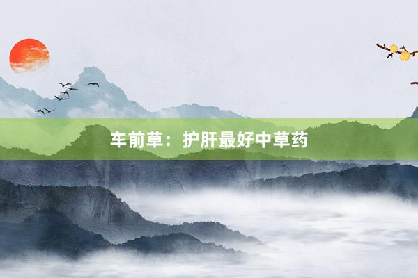 车前草：护肝最好中草药